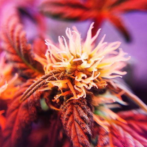 Sativa Afghan  growlog timeline photo