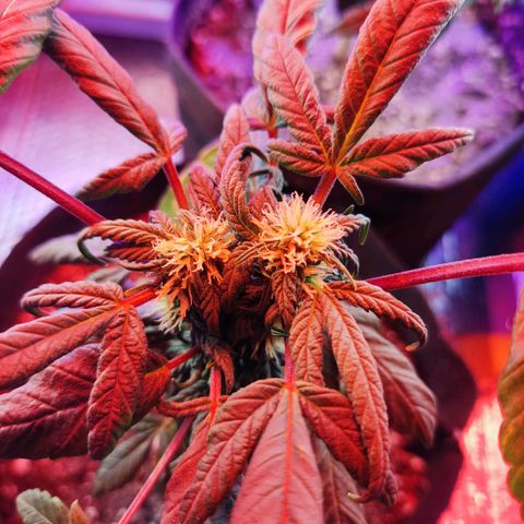 Sativa Afghan  growlog timeline photo