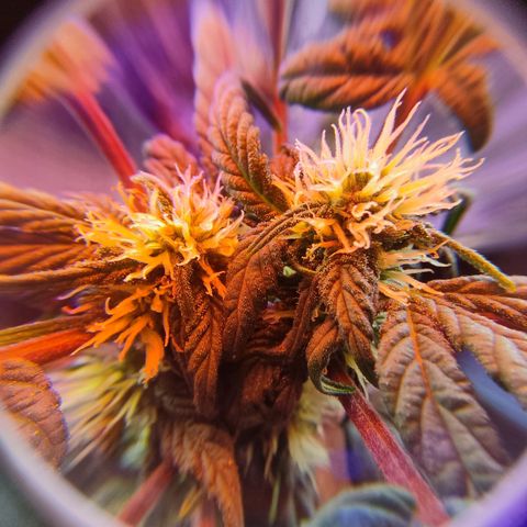 Sativa Afghan  growlog timeline photo