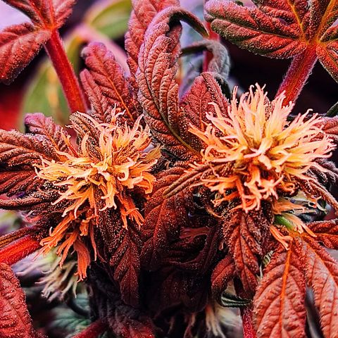 Sativa Afghan  growlog timeline photo