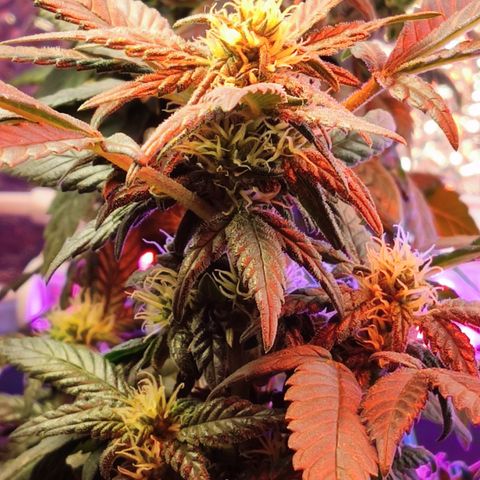 Afghan Landrace  growlog timeline photo