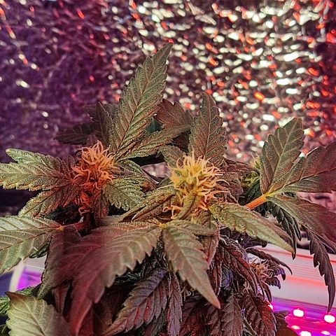 Afghan Landrace  growlog timeline photo
