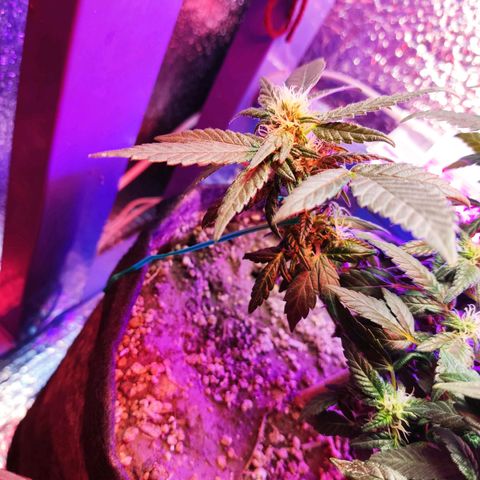 Afghan Landrace  growlog timeline photo