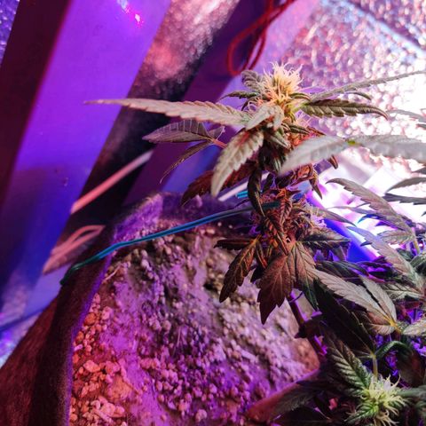 Afghan Landrace  growlog timeline photo