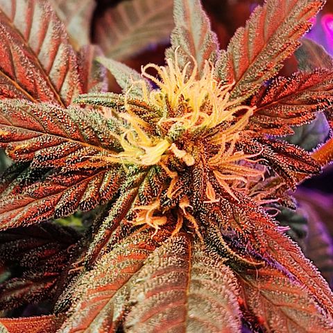 Afghan Landrace  growlog timeline photo