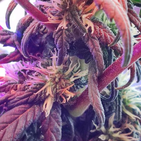 Sativa Afghan  growlog timeline photo