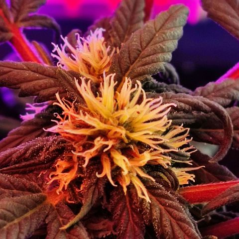 Sativa Afghan  growlog timeline photo