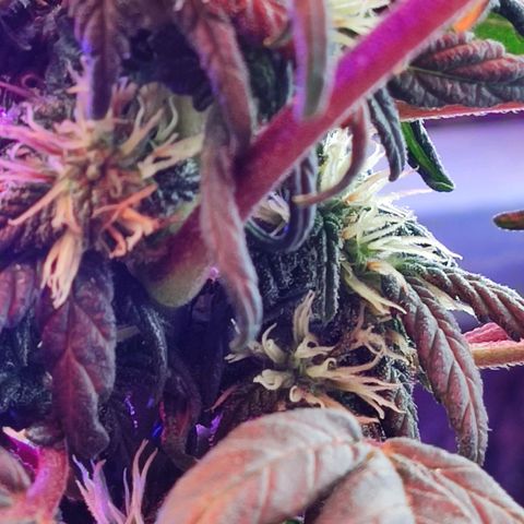 Sativa Afghan  growlog timeline photo