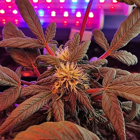 Sativa Afghan  growlog timeline photo