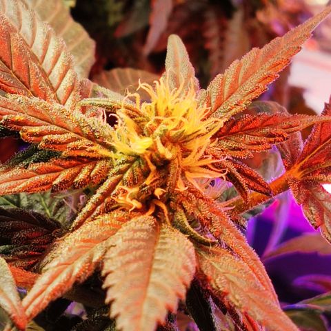 Afghan Landrace  growlog timeline photo