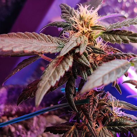 Afghan Landrace  growlog timeline photo