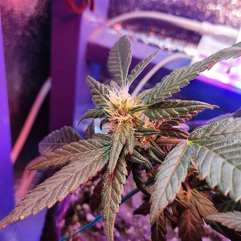 Afghan Landrace  growlog timeline photo