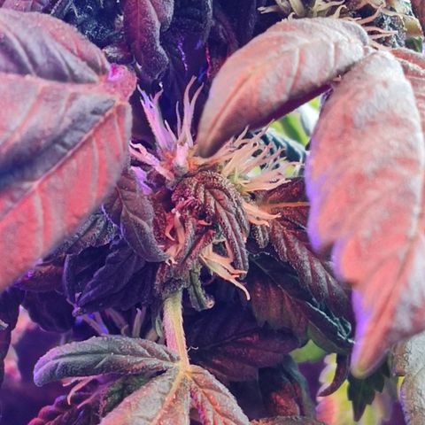 Sativa Afghan  growlog timeline photo