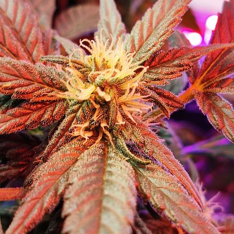 Afghan Landrace  growlog timeline photo
