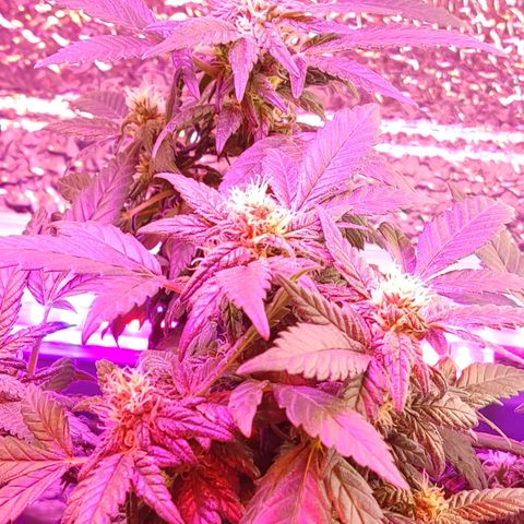 Afghan Landrace  growlog timeline photo