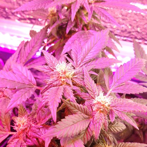Afghan Landrace  growlog timeline photo