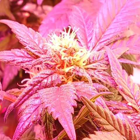 Afghan Landrace  growlog timeline photo