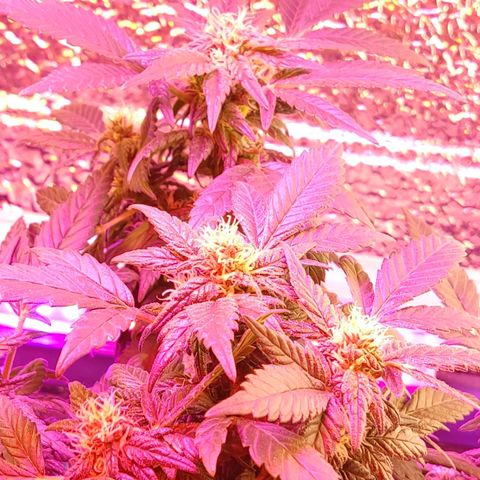 Afghan Landrace  growlog timeline photo