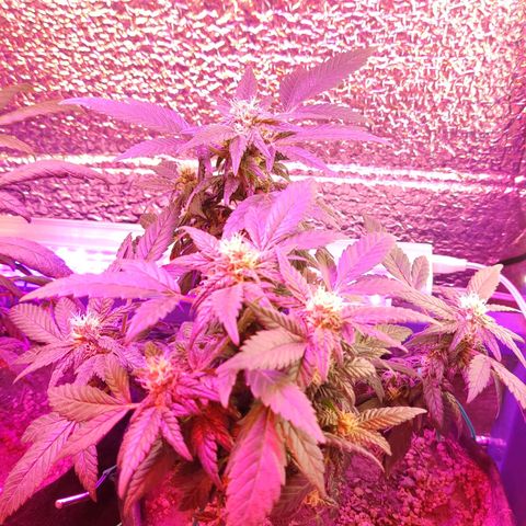 Afghan Landrace  growlog timeline photo