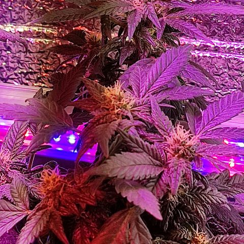Afghan Landrace  growlog timeline photo