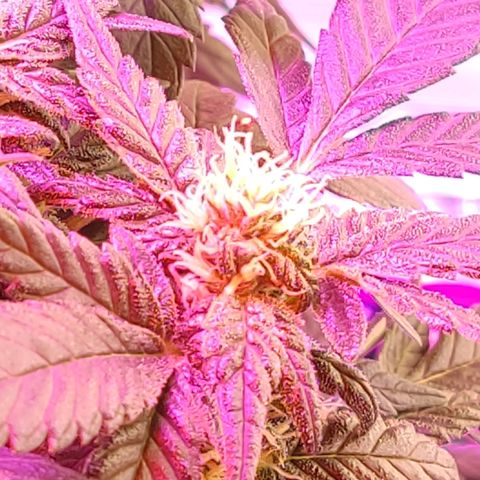 Afghan Landrace  growlog timeline photo