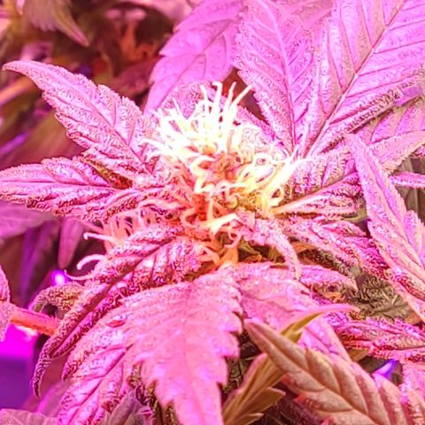 Afghan Landrace  growlog timeline photo