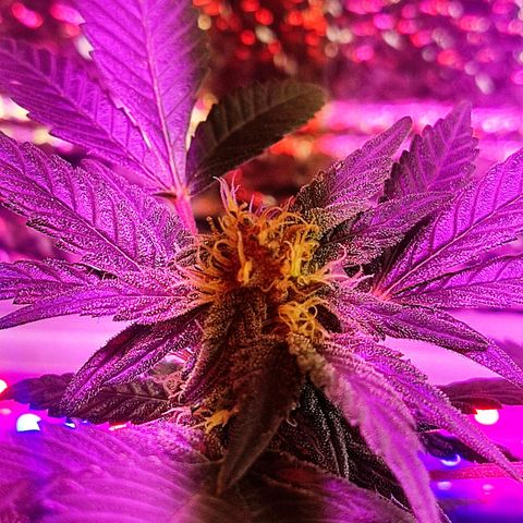Afghan Landrace  growlog timeline photo