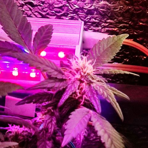 Afghan Landrace  growlog timeline photo