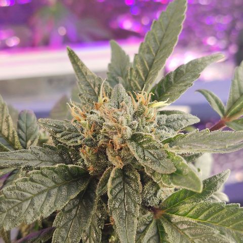 Afghan Landrace  growlog timeline photo