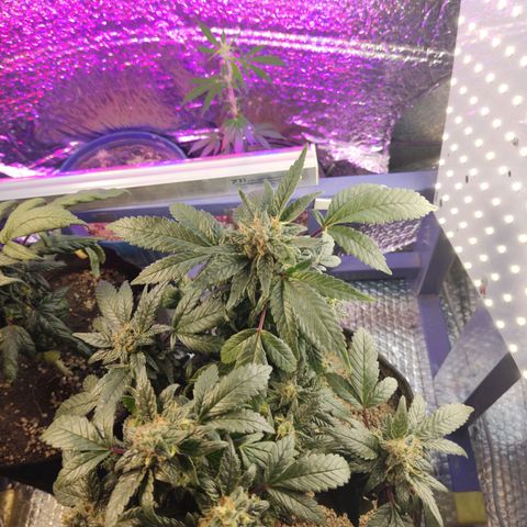 Afghan Landrace  growlog timeline photo