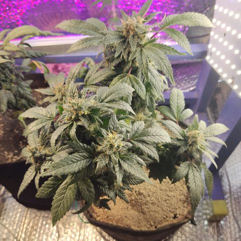 Afghan Landrace  growlog timeline photo