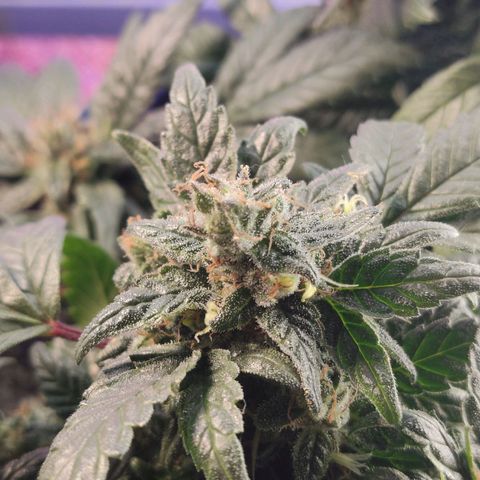 Afghan Landrace  growlog timeline photo