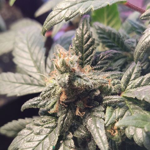 Afghan Landrace  growlog timeline photo