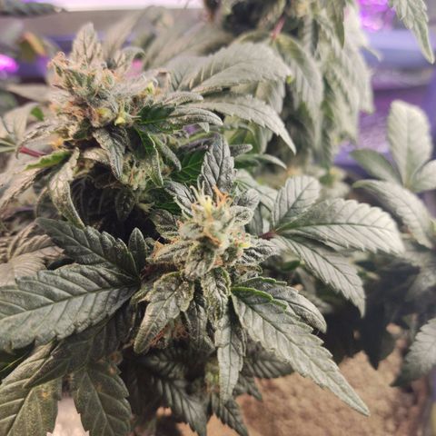 Afghan Landrace  growlog timeline photo