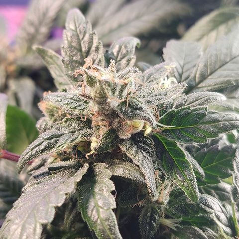 Afghan Landrace  growlog timeline photo