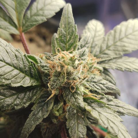 Afghan Landrace  growlog timeline photo