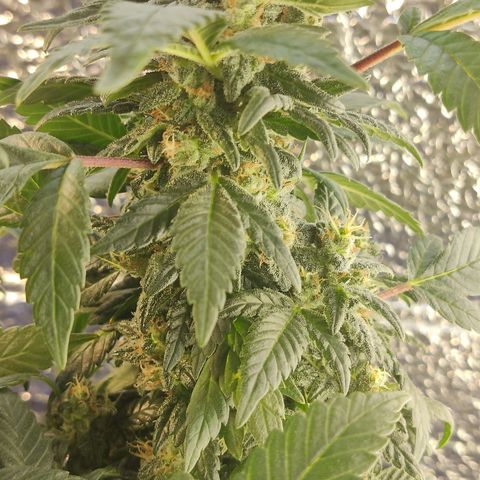 Afghan Landrace  growlog timeline photo