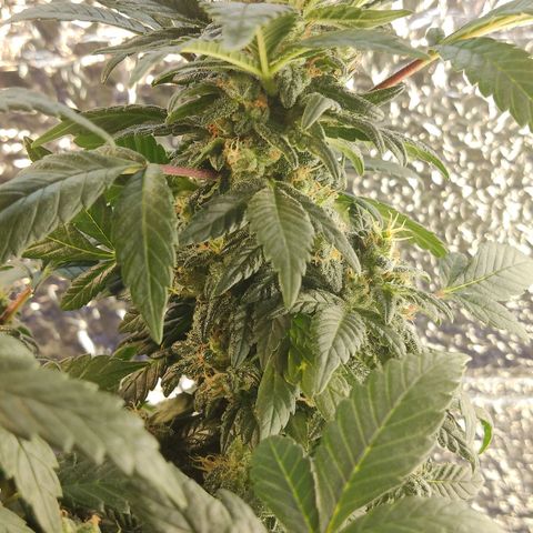 Afghan Landrace  growlog timeline photo