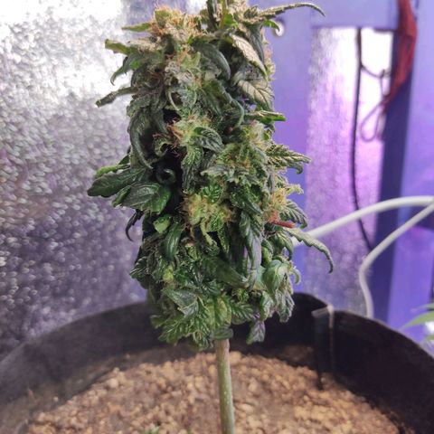 Sativa Afghan  growlog timeline photo