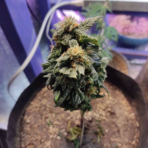 Sativa Afghan  growlog timeline photo