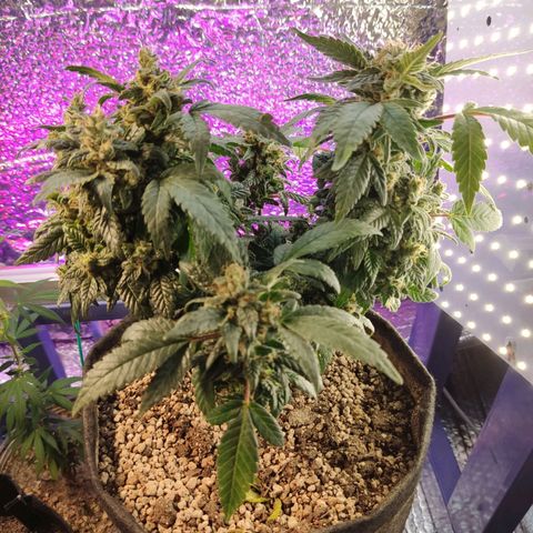 Afghan Landrace  growlog timeline photo