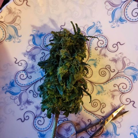 Sativa Afghan  growlog timeline photo