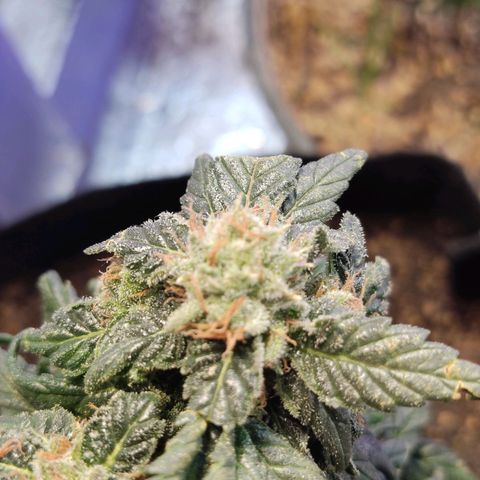 Sativa Afghan  growlog timeline photo