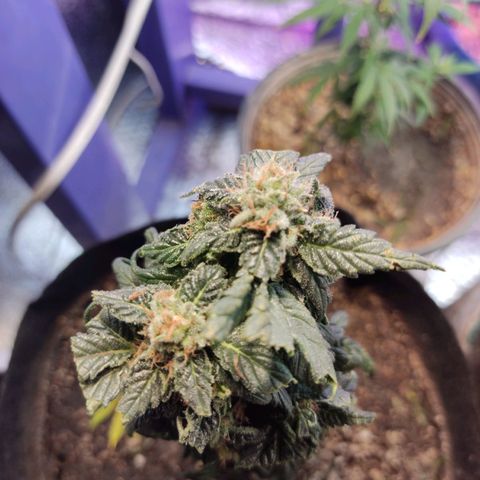 Sativa Afghan  growlog timeline photo