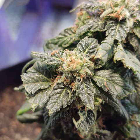 Sativa Afghan  growlog timeline photo