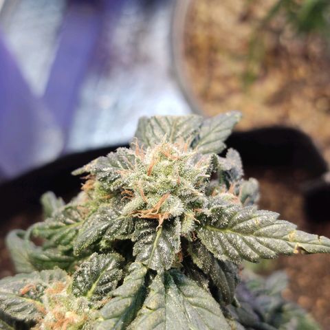 Sativa Afghan  growlog timeline photo