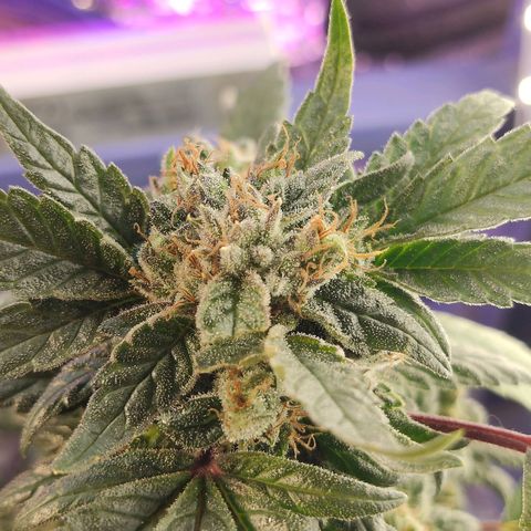 Afghan Landrace  growlog timeline photo