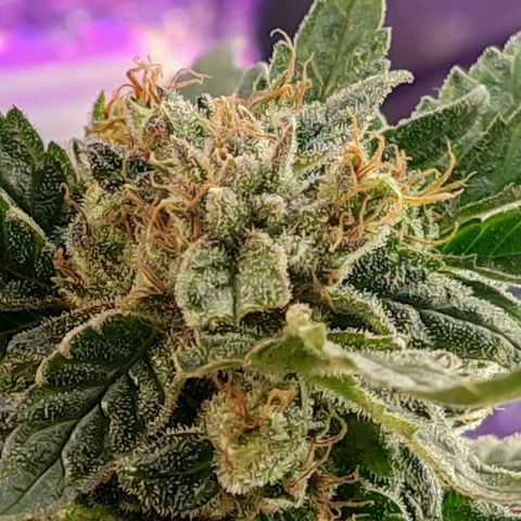 Afghan Landrace  growlog timeline photo