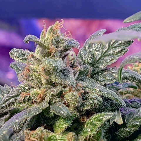 Afghan Landrace  growlog timeline photo