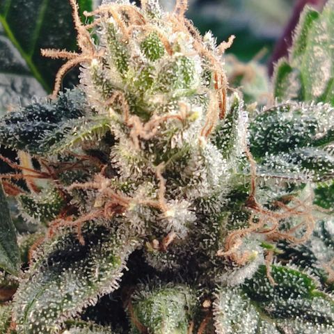 Afghan Landrace  growlog timeline photo